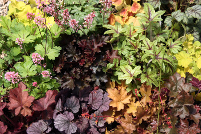 Heuchera Assortment