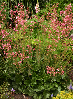 A green-leaved Heuchera in bloom.