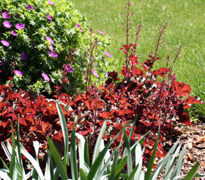 Heucheras offer foliar color and contrast in the landscape.