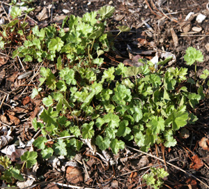 Heuchera sanguinea in early spring.