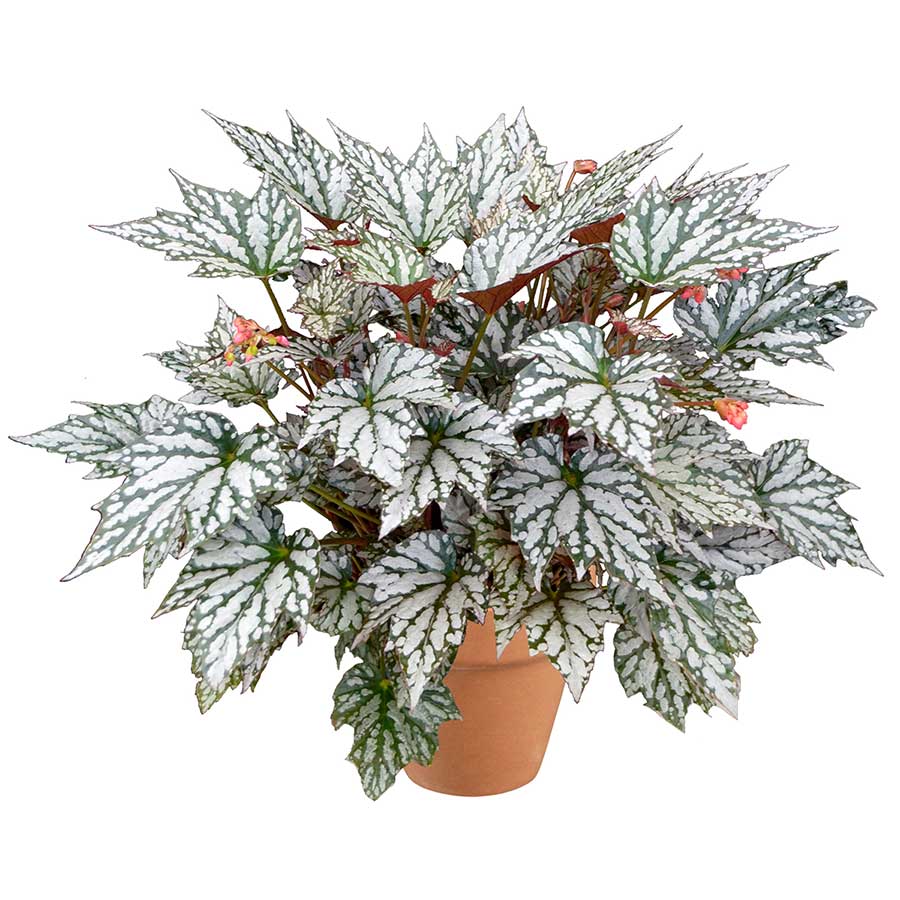 Begonia HOLIDAY™ 'Jolly Holly'