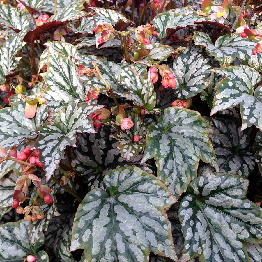 Begonia HOLIDAY™ 'Jolly Holly'