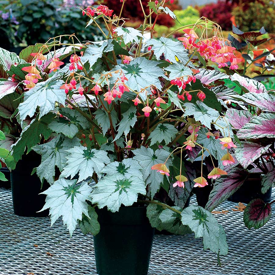 Begonia HOLIDAY™ 'Snowflake'