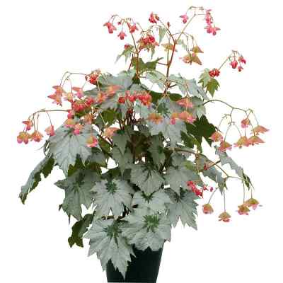 Begonia HOLIDAY™ 'Snowflake'