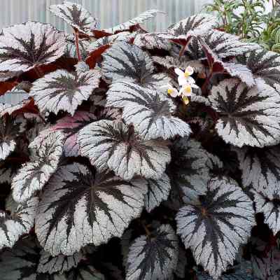 Begonia HOLIDAY™ 'Spirit'