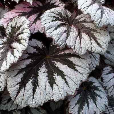 Begonia HOLIDAY™ 'Spirit'