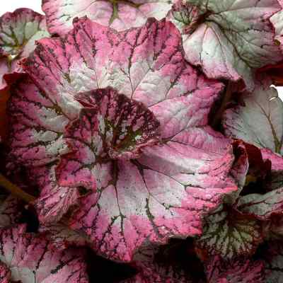 Begonia NAUTILUS™ 'Lilac'