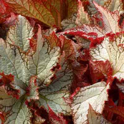 Begonia NAUTILUS™ 'Moonlit'