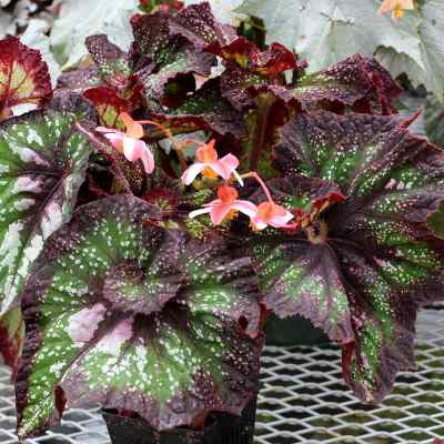 Begonia NAUTILUS™ 'Supreme'