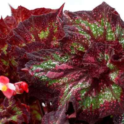 Begonia NAUTILUS™ 'Supreme'