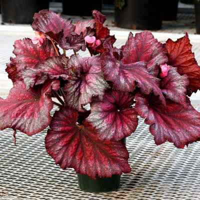 Begonia T REX® 'Stardust'