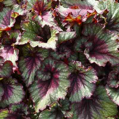 Begonia T REX® 'Stardust'