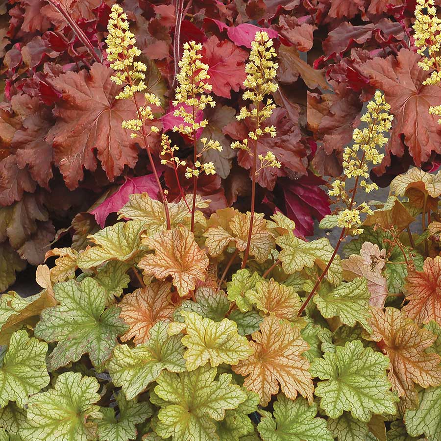 Heuchera 'Topaz Jazz'