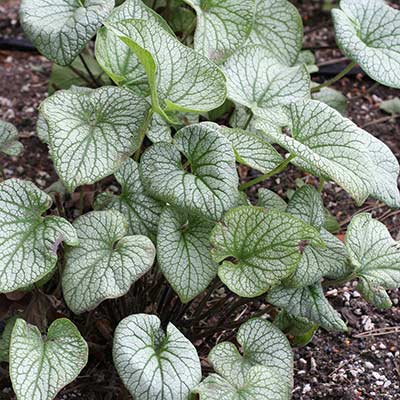 Brunnera ALCHEMY™ 'Pewter'