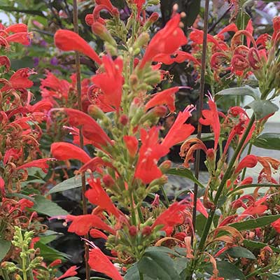 Agastache 'Kudos Red'