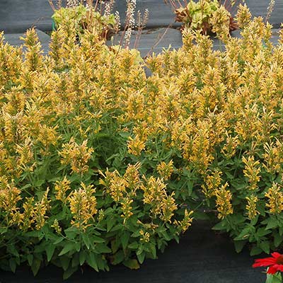 Agastache POQUITO™ 'Butter Yellow'