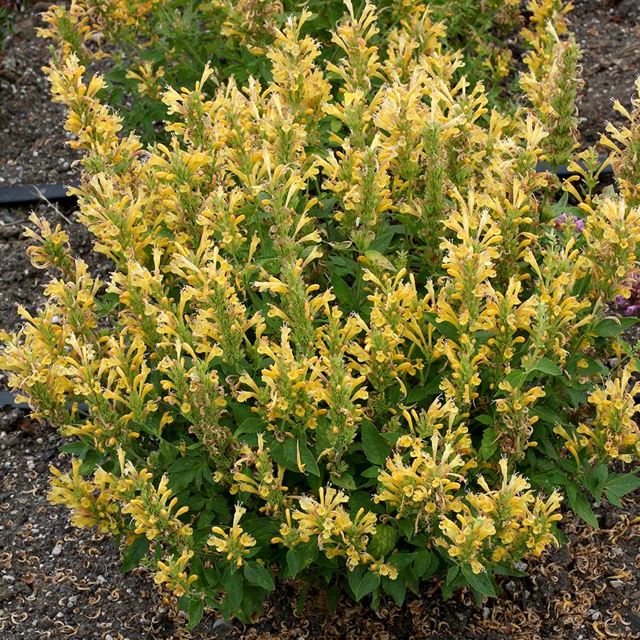 Agastache POQUITO® 'Butter Yellow'