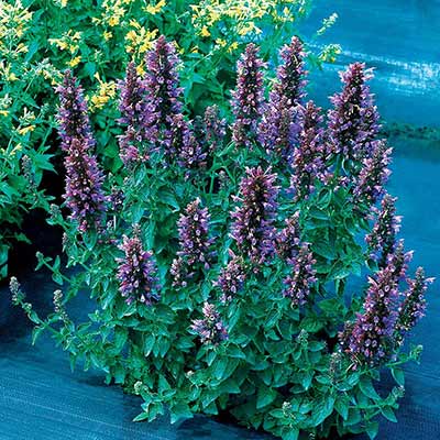 Agastache POQUITO® 'Dark Blue'