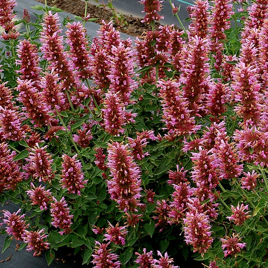 Agastache POQUITO® 'Lavender'