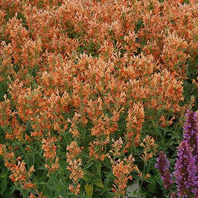 Agastache POQUITO® 'Orange'