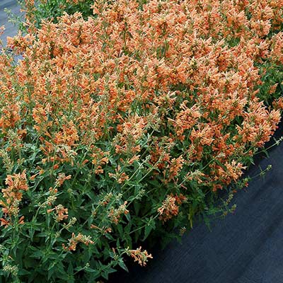 Agastache POQUITO® 'Orange'