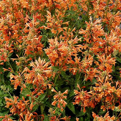 Agastache POQUITO® 'Orange'