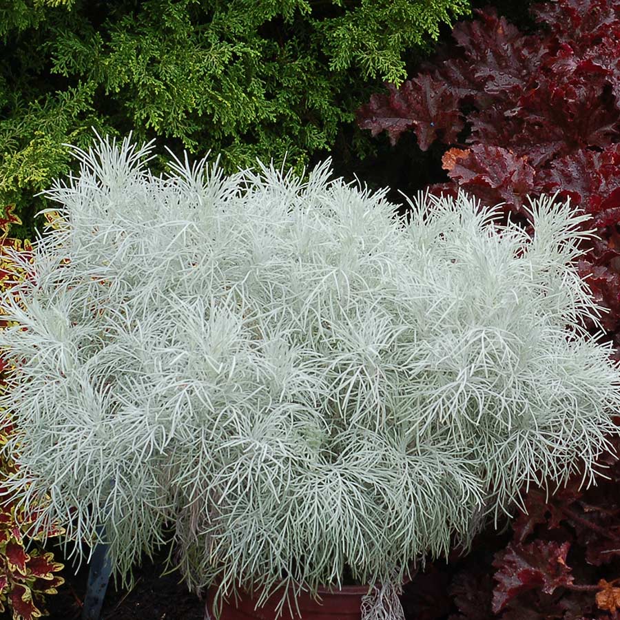Artemisia MAKANA™ 'Silver'
