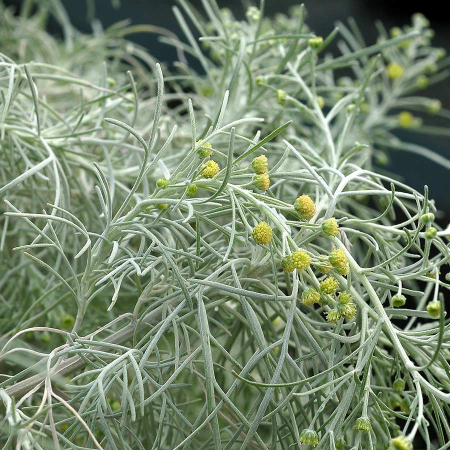 Artemisia MAKANA™ Silver