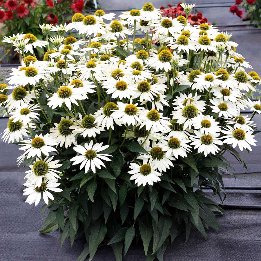 Echinacea KISMET® 'White'