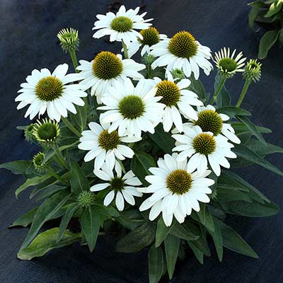 Echinacea KISMET® 'White'