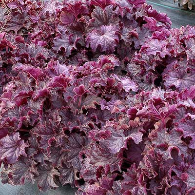 Heuchera GRANDE™ 'Amethyst'