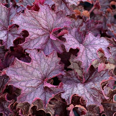 Heuchera GRANDE™ 'Amethyst'