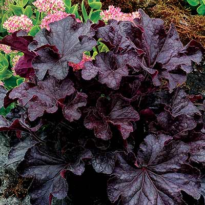 Heuchera GRANDE™ 'Black'