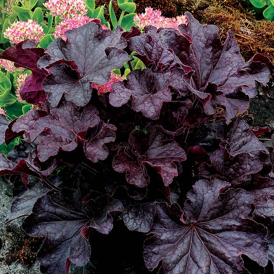 Heuchera GRANDE™ 'Black'