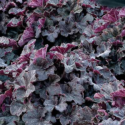 Heuchera GRANDE™ 'Black'