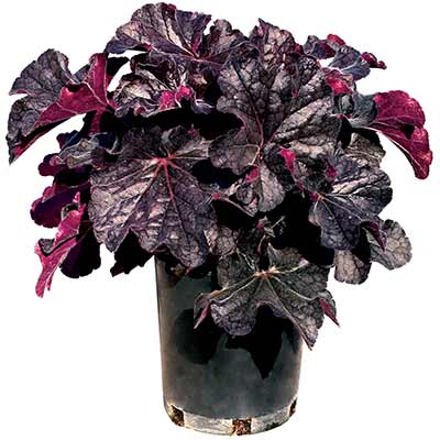 Heuchera GRANDE™ 'Black'