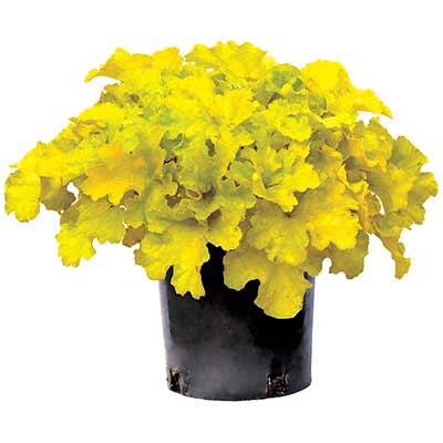 Heuchera 'Lemon Supreme'