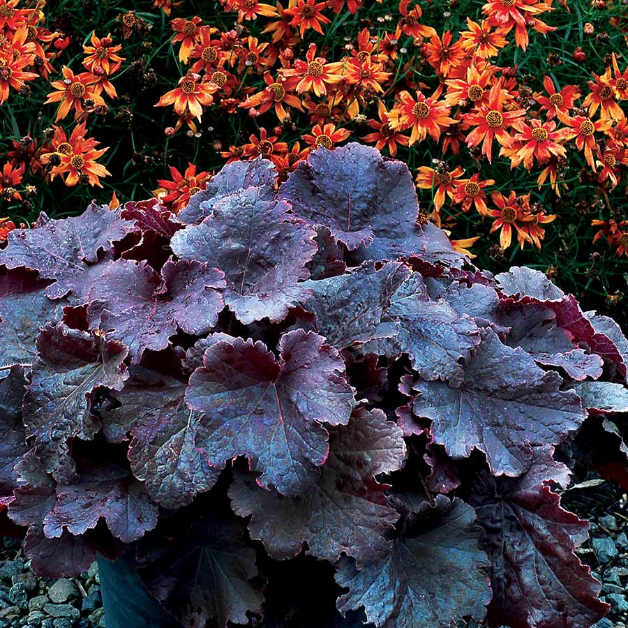 Heuchera NORTHERN EXPOSURE™ 'Black'