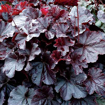 Heuchera NORTHERN EXPOSURE™ 'Black'