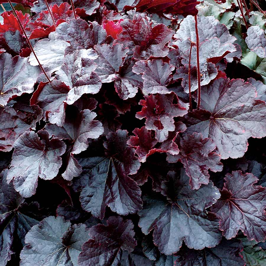 Heuchera NORTHERN EXPOSURE™ Black