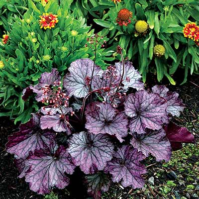 Heuchera NORTHERN EXPOSURE™ 'Purple'