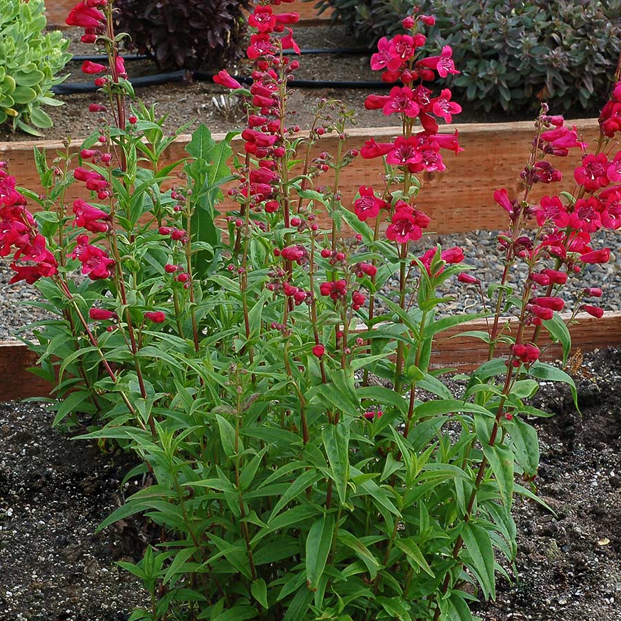 Penstemon 'Raspberry Taffy'