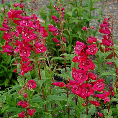 Penstemon 'Raspberry Taffy'