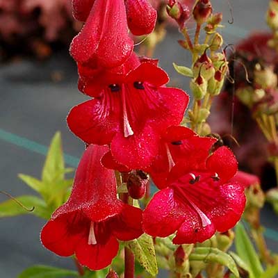 Penstemon 'Raspberry Taffy'