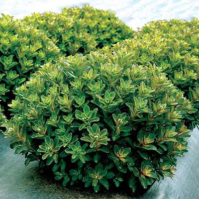 Sedum 'Double Martini'