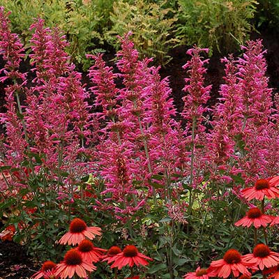 Agastache 'Morello'