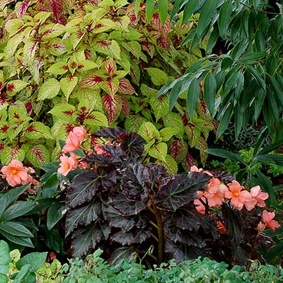 Begonia COCOA™ 'Enchanted Sunrise'