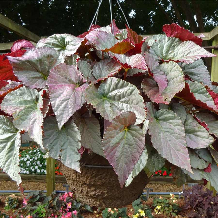 Begonia SILVER™ 'Treasure'