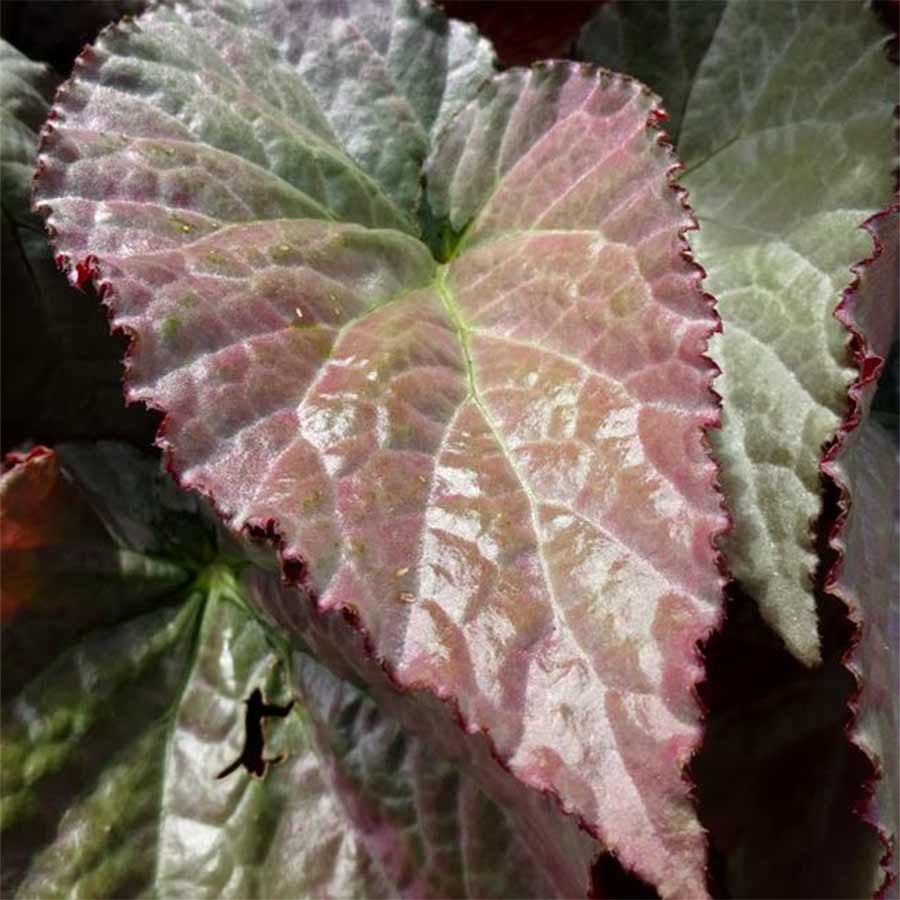 Begonia SILVER™ 'Treasure'