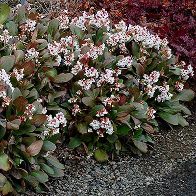 Bergenia DRAGONFLY™ 'Angel Kiss'